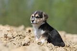 CORGI PEMBROKE 580